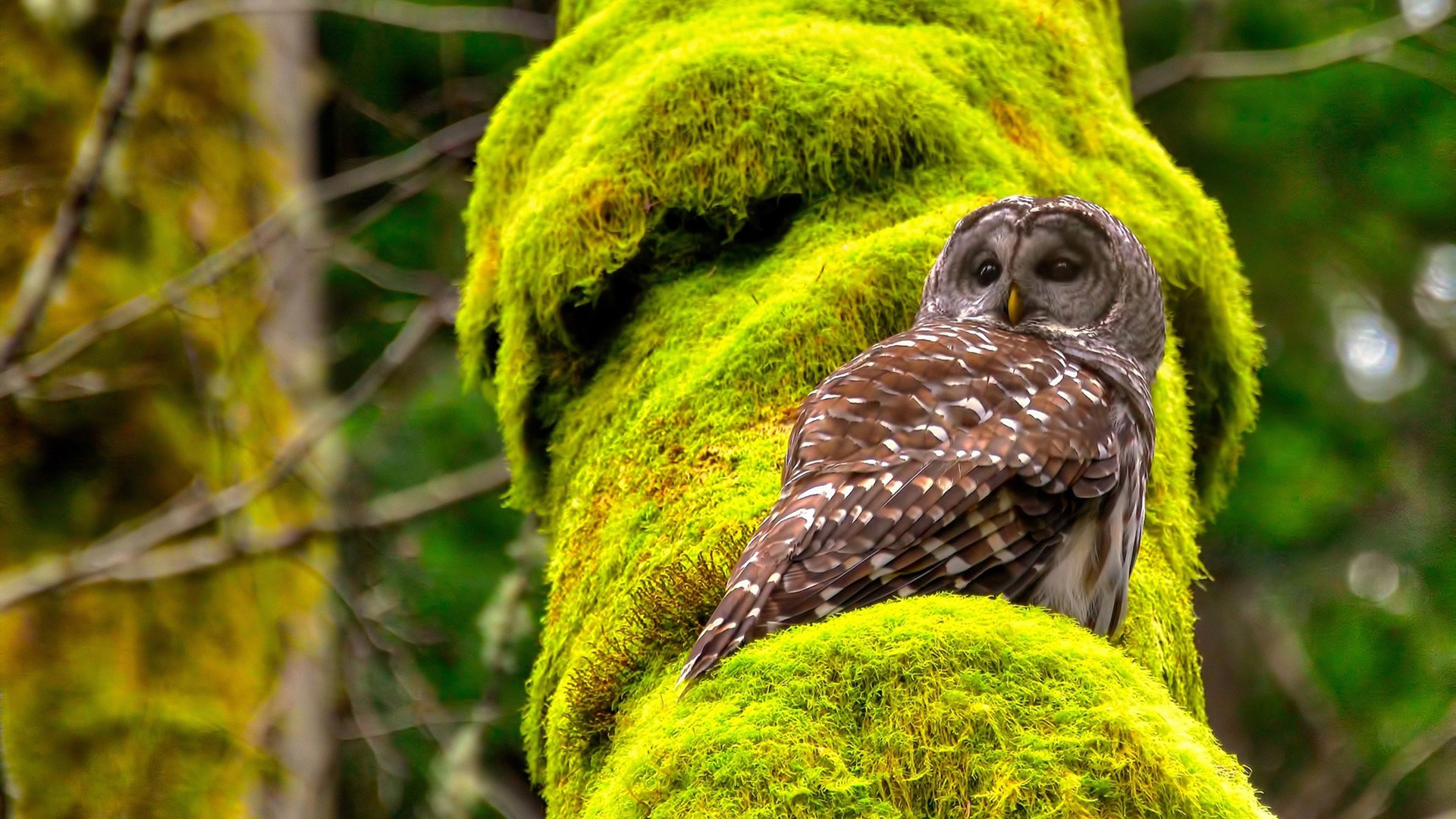 “西甲名将纷纷发威,助推球队冲刺”,西甲老将