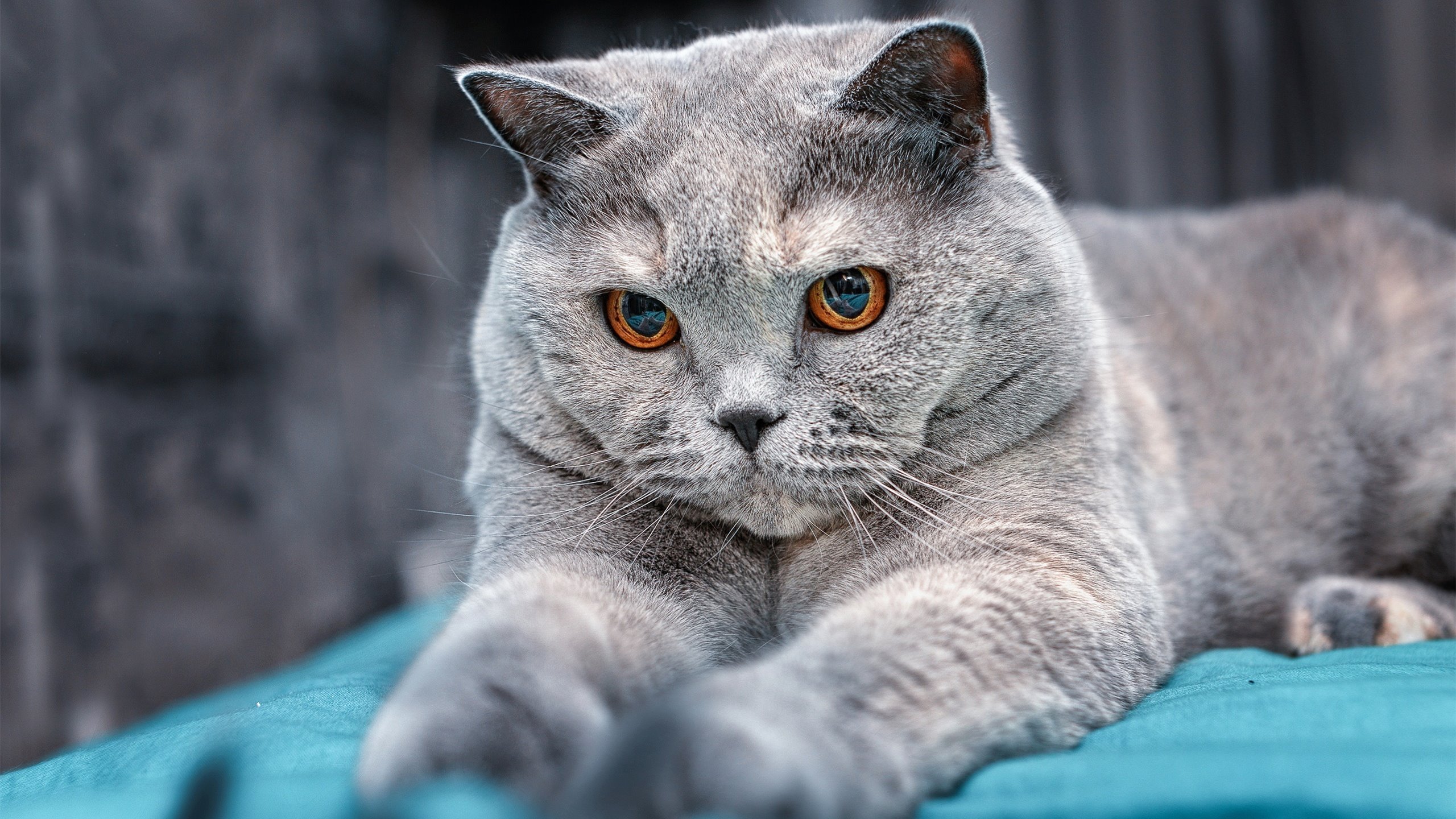 “西甲战火不断,豪门激战点燃赛场热情”,西甲豪门球队