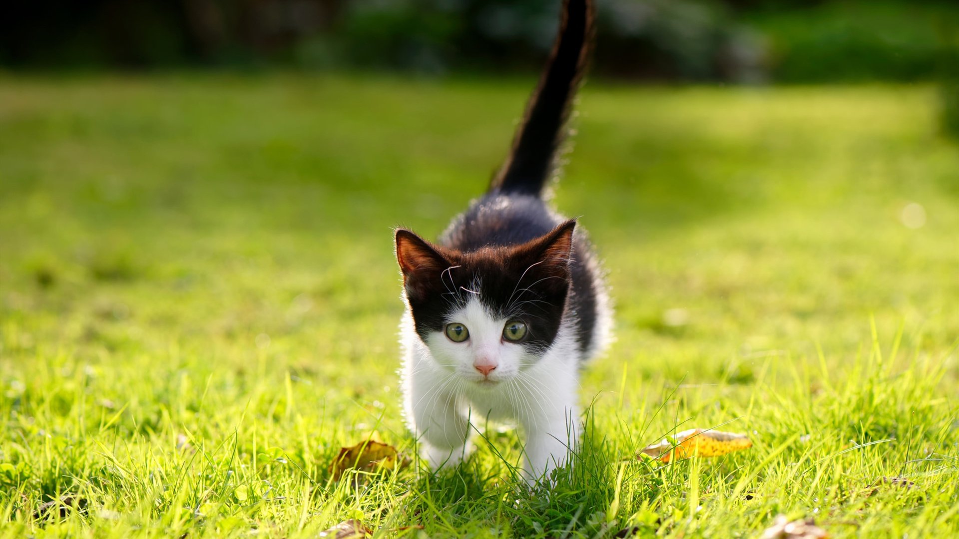 “足球+文化+旅游”融合发展新模式逐步形成,足球与旅游的结合