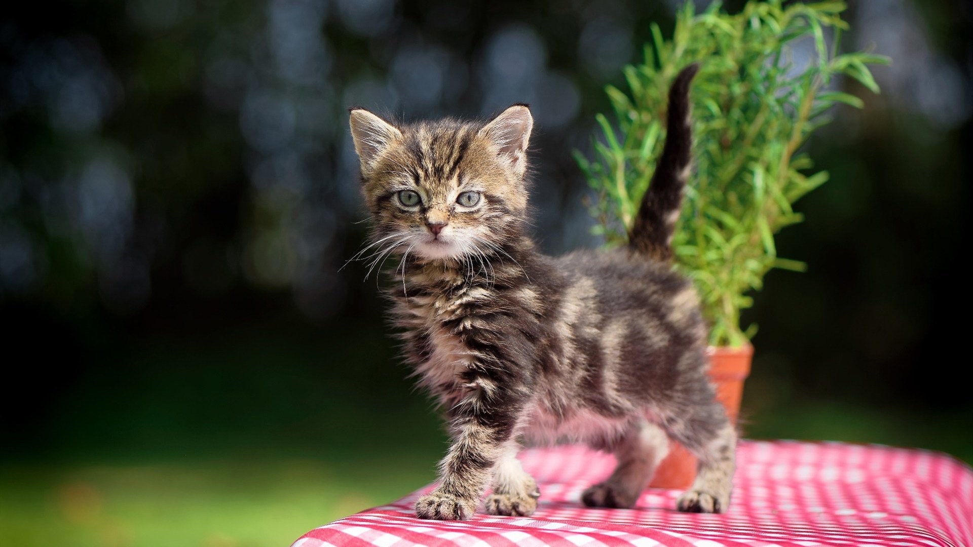 冠军秘籍：冠军队伍的训练和战术思路，冠军是这样练就的